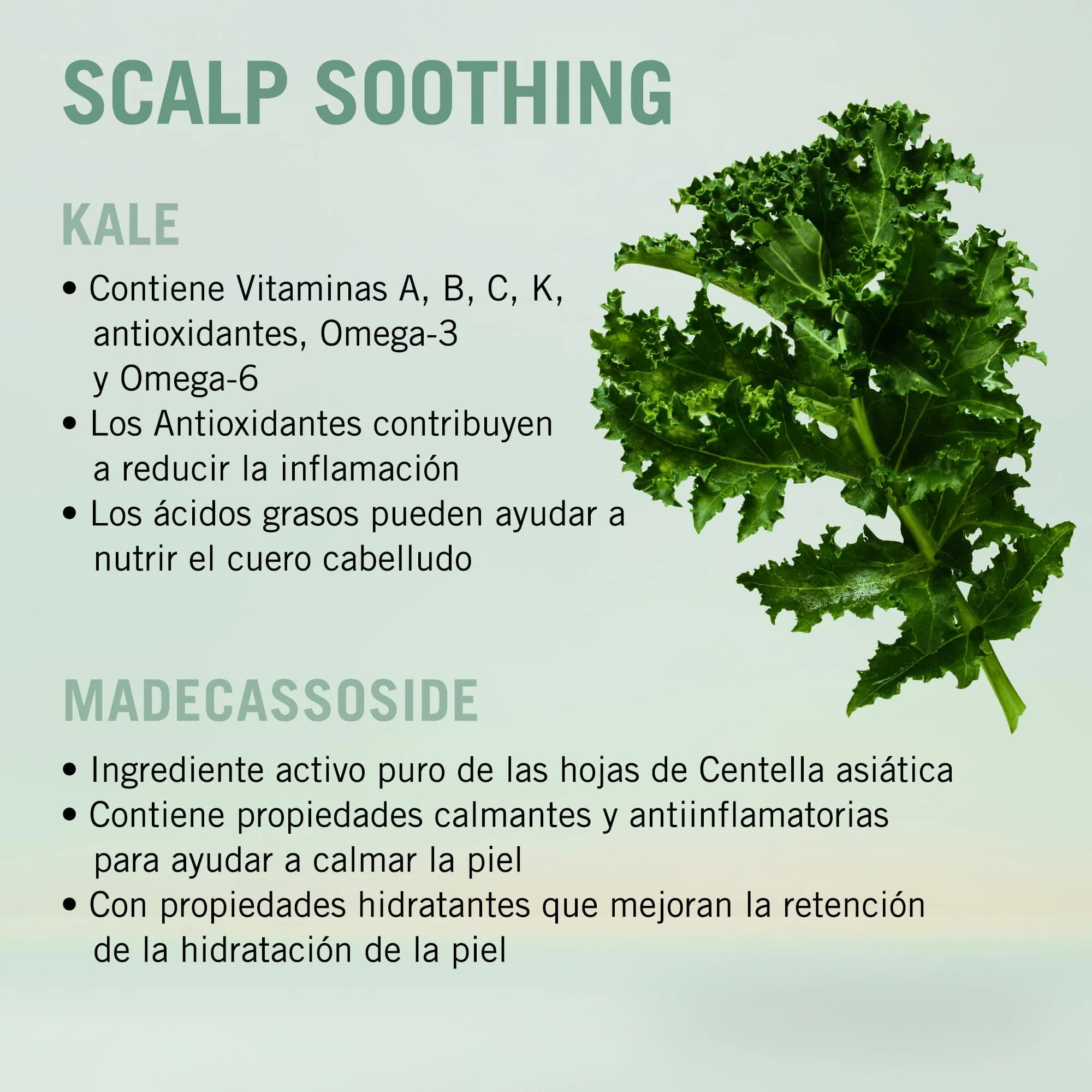 Bonacure Scalp Genesis Champú Calmante 1000ml - Image 3